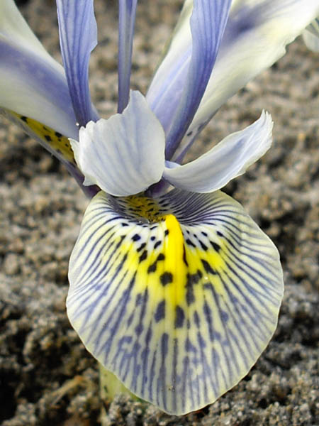 Iris histrioides 'Katharine Hodgkin' photo